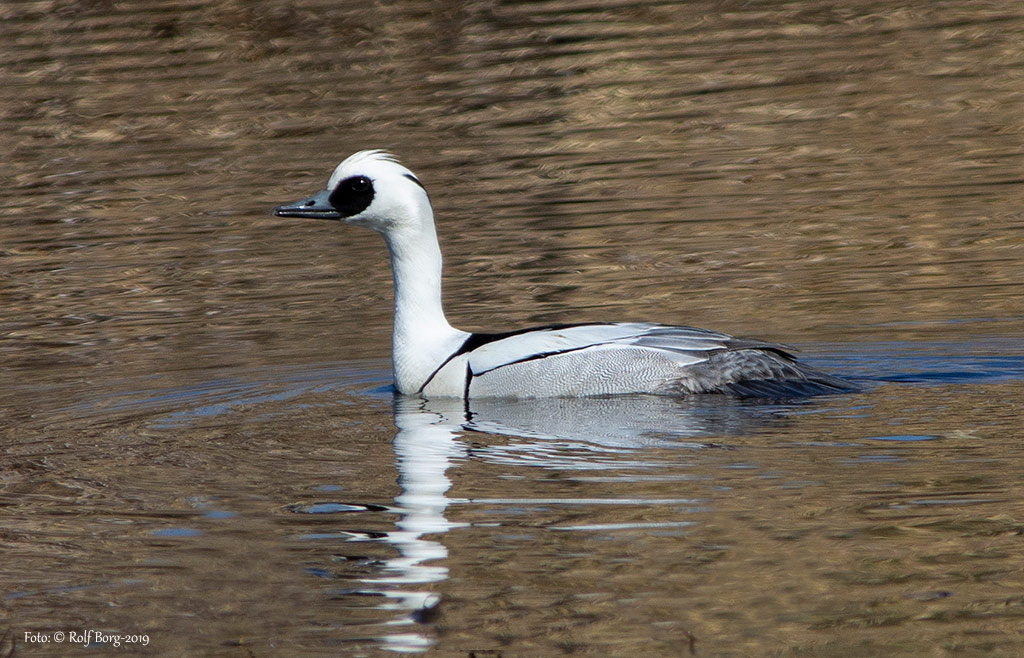 Salskrake (Mergellus albellus) Smew