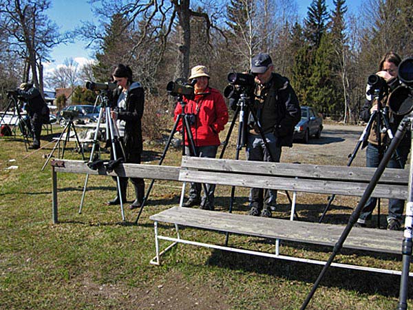 Larm på pilgrimsfalk