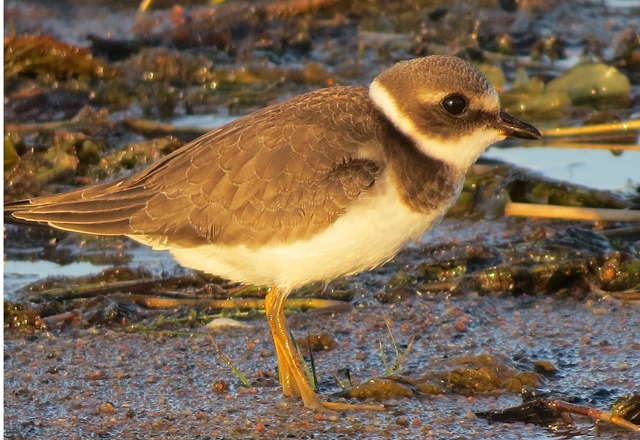 Större strandpipare