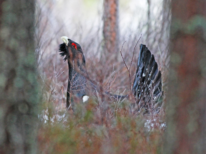 Tjäderspel